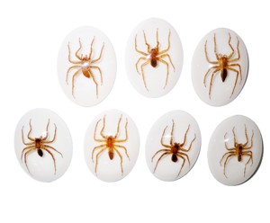 Araña Acuática, Espécimen Real, Cabujón de Plástico Ovalado de 30x40 mm, Base Plana Blanca, para Manualidades y Joyería - Product Image 1