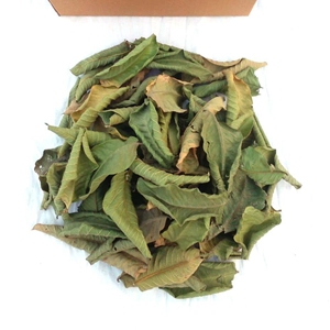 Hojas de Guayaba Premium, Amrud Patta, Psidium Guajava, Hojas de Té de Hierbas Secas al Sol Naturales, Proveedor Mayorista de Exportación de Rajasthan - Product Image 5