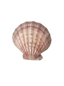 ผู้จัดจำหน่ายเปลือกหอยเชลล์พรีเมียมจำนวนมากจากเวียดนาม - Product Image 3