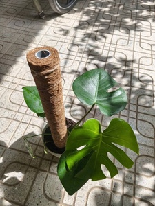 Bâton de mousse de coco pour plantes grimpantes, support empilable pour plantes, poteau totem, piquets en fibre de coco, base en bois - Product Image 5
