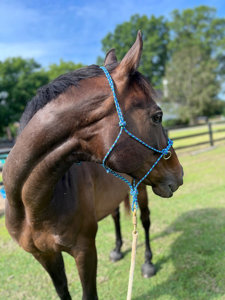 Wholesale <b>Braided</b> Rope Halter for Horse Training Heavy Duty Western Riding Gear - Product Image 5
