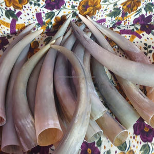 Longues cornes de bœuf polies naturelles, pièce maîtresse décorative pour la décoration de la maison, corne de vache et de buffle africaine - Product Image 3