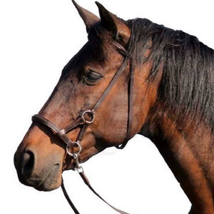 SAVOR STAR IMPEX Bridon d'entraînement pour cheval, fabriqué en cuir de haute qualité, design à ajustement sécurisé, couleurs personnalisables, confortable - Product Image 3