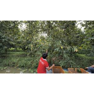 GMP Certified 500ml VINUT Tin Can Manufacturer Custom Formula No Sugar Added Pulp Soursop Juice <b>Plant</b>-<b>Based</b> <b>Beverage</b> - Product Image 3