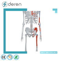 Modelo de Esqueleto Europeo de Tamaño Completo con Puntos de Inserción Muscular, 170 cm, PVC, Silicona Suave Ecológica, Color Natural, Uso Médico