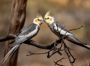 Cockatiel Live Birds for Aviculture Breeding Ornamental <b>Aviaries</b> and Wholesale Supply for Bird Farms - Product Image 1