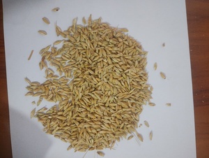 Grains d'orge de qualité standard, riches en énergie et en protéines, pour l'alimentation des bovins, du bétail et des animaux laitiers - Product Image 5