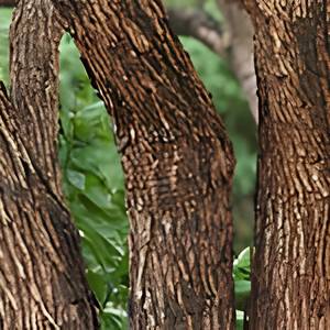 Écorce d'Acacia Catechu Directement de l'Usine, Matière Première Végétale Naturelle pour la Fabrication de Produits à Base de Plantes - Product Image 1