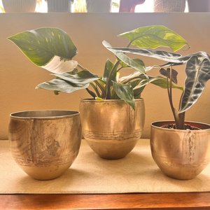 Ensemble de pots en métal doré avec une plante verte feuillue dans un style bol, récipients décoratifs pour usage intérieur et extérieur - Product Image 1