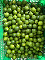 Lemon tanpa biji berkualitas tinggi dari Vietnam segar dan beraroma Ideal untuk pengecer layanan makanan restoran dan timah