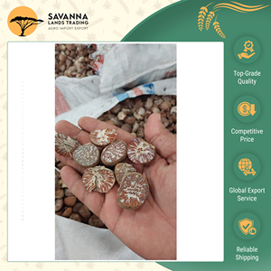 Vendita Esclusiva di Noci di <span class=keywords><strong>Betel</strong></span> di Alta Qualità, Sfilettate e Tagliate, Disponibili in Grandi Quantità per Uso Alimentare e Culturale - Product Image 6