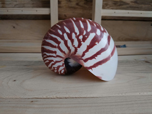 Coquille de Nautilus naturelle faite à la main, décorative, pour la décoration de maison de style côtier, artisanat DIY, vente en gros Vietnam - Product Image 2