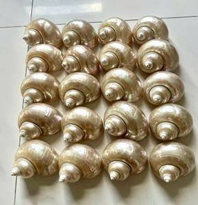 Wholesale Large <b>Shell</b> Hermit <b>Crab</b> Natural Sea Conch Turbo Seashell for Craft Ocean Beach Decor Abalone Pearl Wedding Ornament - Product Image 2