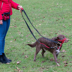 Correa de moda para mascotas con cincha resistente, correa de mano cómoda y gancho metálico seguro para mascotas activas - Product Image 5