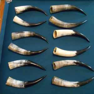 Paire de cornes de bison polies, décoration murale, design Art Déco, grande taille de 27 à 35 pouces, pour mariage, anniversaire - Product Image 1