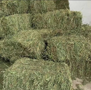 Foin d'alfalfa coupé précoce en vrac pour bovins laitiers, chevaux, moutons, chèvres, lapins – Feuilles vertes fraîches, emballage en balles compactes - Product Image 5