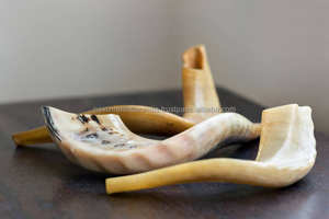 Impresionante acabado Kosher Kudu Shofar genuino medio pulido de Israel - Product Image 4