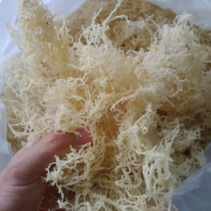 BEST SELLER Low Moisture Golden Yellow Sea Moss Dry Spineless Cottonii Seaweed Raw Food Thickener For Salad <b>Sweet</b> Soup Dessert - Product Image 2