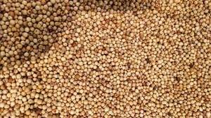 Poivre Blanc Entier Indien de Nouvelle Récolte, Granulé de Haute Qualité, Épice d'Exportation, Durée de Conservation de 24 Mois pour les Marchés Mondiaux de Gros - Product Image 5