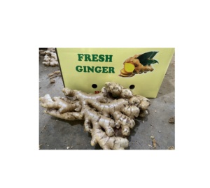 Racine entière de gingembre frais de qualité export pour des applications d'aromatisation alimentaire récoltée fraîche du Vietnam - Product Image 2