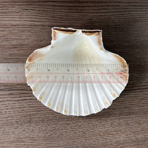 [OFERTA ESPECIAL 2026] DECORACIÓN PARA EL HOGAR DE ANIMALES ESCULPIDOS EN CONCHA MARINA DE VIETNAM - ALTA CALIDAD, GRADO SUPERIOR Y BUEN PRECIO PARA EXPORTACIÓN - Product Image 2