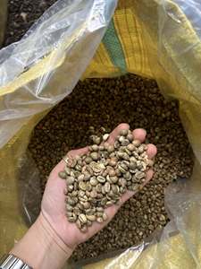 กาแฟโรบัสต้าออร์แกนิก ทรอปฟาร์ม R001 ขนาด 16 เวียดนาม คุณภาพเยี่ยม เมล็ดกาแฟดิบ กระบวนการล้างสะอาด เกรด EU 1 ขายส่ง - Product Image 5