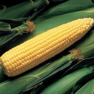 Maïs jaune séché de qualité supérieure, utilisé pour l'alimentation animale, haute énergie, fournisseurs en gros au Royaume-Uni, meilleur prix - Product Image 1