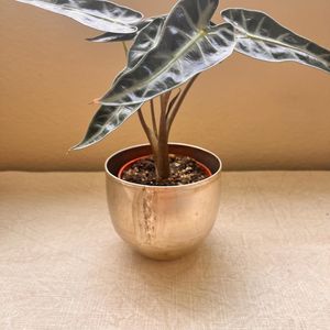 Maceta Moderna de Hierro, Contenedor Metálico Decorativo para Flores, Plantas, Hierbas y Arreglos de Suculentas - Product Image 1