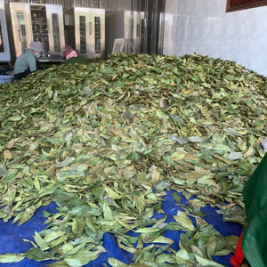 Hojas de guanábana secas seleccionadas para té de hierbas de Vietnam para procesamiento industrial de bebidas, suministro de 99 Gold Data - Product Image 6