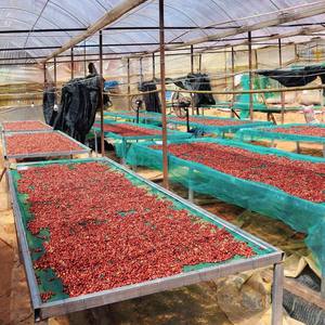 HANCOFFEE 2025-2026 Nouvelles Récoltes de Grains de Café Vert Arabica du Vietnam Meilleur Prix Grade 3-1 Taille 14-18 Lavé/Naturel - Échantillon Gratuit - Product Image 4