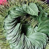 Hoogwaardige verse betelbladeren, natuurlijke paanbladeren, groothandel leverancier Bangladesh, bulk levering export wereldmarkt paanbladeren agro