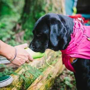 Gilet Sportivo Impermeabile e Caldo per Cani di Piccola Taglia, Giacca Regolabile con Cordoncino, Abbigliamento Rosa, Taglia 5XL - Product Image 1