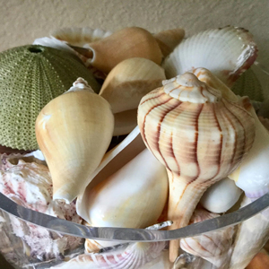 ผู้ส่งออกเปลือกหอยเวียดนามสำหรับตลาดขายส่ง - Product Image 1