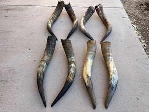 Paire de cornes de bison polies, décoration murale, design Art Déco, grande taille de 27 à 35 pouces, pour mariage, anniversaire - Product Image 4