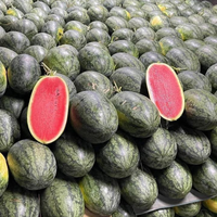 Vietnam exporteert verse watermeloenen _ Betrouwbare groothandel voor importmarkten