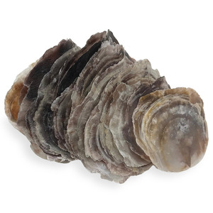 Suministro al por mayor de conchas de capiz para hacer arte y manualidades con conchas, discos planos de concha marina a precio económico. - Product Image 3