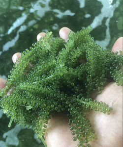 Material de Alga Marina de Uva de Mar Procesado Cuidadosamente, Aplicado en Soluciones de Adorno Culinario, Origen de Fabricación en Vietnam - Product Image 5