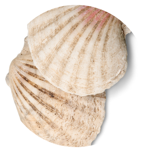 Adorno de Concha Marina Blanca Natural, Concha Cruda para Manualidades, Decoración del Hogar, Tema Natural - Product Image 6