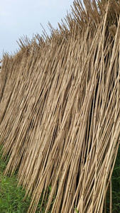 Eco Friendly <b>Raw</b> <b>Bamboo</b> Pole Natural Plant Support Stick for Agriculture and Horticulture Projects - Product Image 4