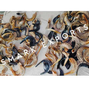 Shofar de cuerno de carnero pulido respetuoso con el medio ambiente hecho a mano | Ceremonias religiosas Prácticas espirituales | Celebraciones culturales del festival | - Product Image 4