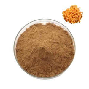 Extrait de Cordyceps Militaris 100 % pur, best-seller, poudre 10:1, poudre de champignon Cordyceps Militaris naturel d'Inde - Product Image 2