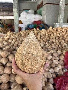 Noix de coco brune décortiquée du Vietnam – Fournisseur fiable pour les fabricants alimentaires (WA +84914319488) - Product Image 4