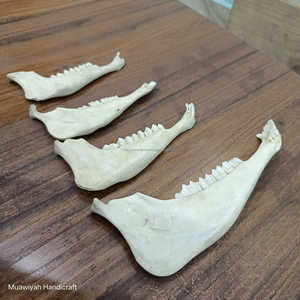 Venta caliente La mejor calidad de la mandíbula de cabra pulida blanca hecha a mano real Mandíbula de cabra de calidad natural con tamaño personalizado al precio más bajo - Product Image 4