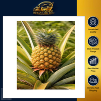 Premium verse ananas, rijke smaak, tropisch fruit, op de boerderij geplukt, voor detailhandel, groothandel, internationale markten, Ocean Link Exim
