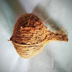 Ingrédients de noix de coco râpée indienne de qualité supérieure pour les usines de chocolat, les fabricants de bonbons, les entreprises de desserts et les industries alimentaires mondiales - Product Image 3