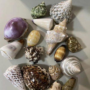 เปลือกหอยขนาดใหญ่สำหรับตกแต่งตู้ปลาและตู้ปลา - Product Image 1