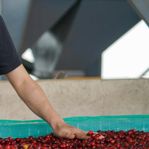 Grains de café Robusta vert d'origine vietnamienne en gros, saveur intense, haute teneur en caféine, grains de café crus pour torréfacteurs - Product Image 2