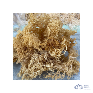 [ขายดี] สาหร่ายโนริรสชาติสดใหม่จาก Cotonii หลากหลายชนิด สำหรับการสกัดคาร์ราจีแนน ใช้ทำอาหาร สลัด ของหวาน ต้นตำรับจากเวียดนาม - Product Image 1
