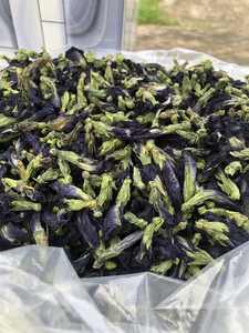 Flores de Guisante Mariposa Secas Premium para Té de Hierbas, Colorante Natural para Bebidas e Ingrediente para Procesamiento de Alimentos - Product Image 3