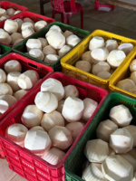 Coco Fresco Premium Joven, Fruta Dulce y Tierna, Coco Entero con Cáscara, Exportación a Granel para Suministro Mayorista